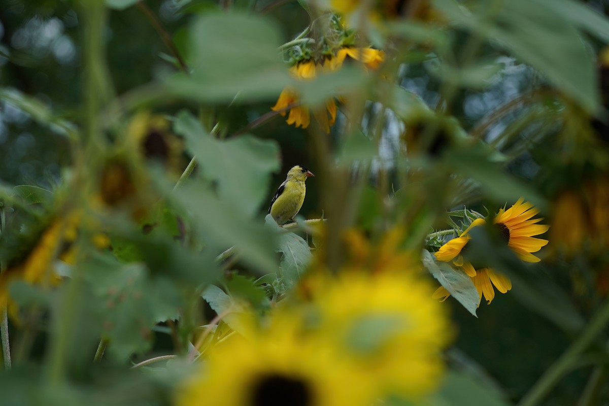 American Goldfinch - ML601639721