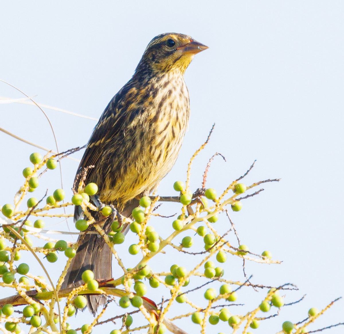 Red-winged Blackbird - Debbie Lombardo