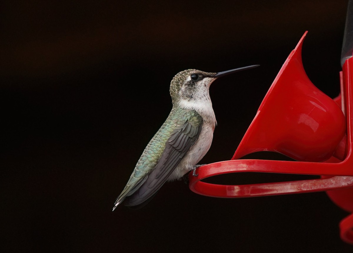 Black-chinned Hummingbird - ML601640011