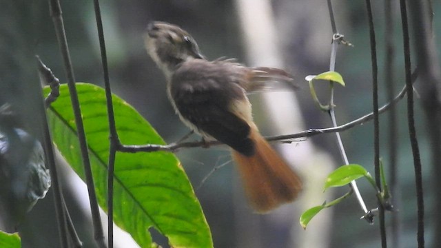 Tropical Royal Flycatcher - ML601640741
