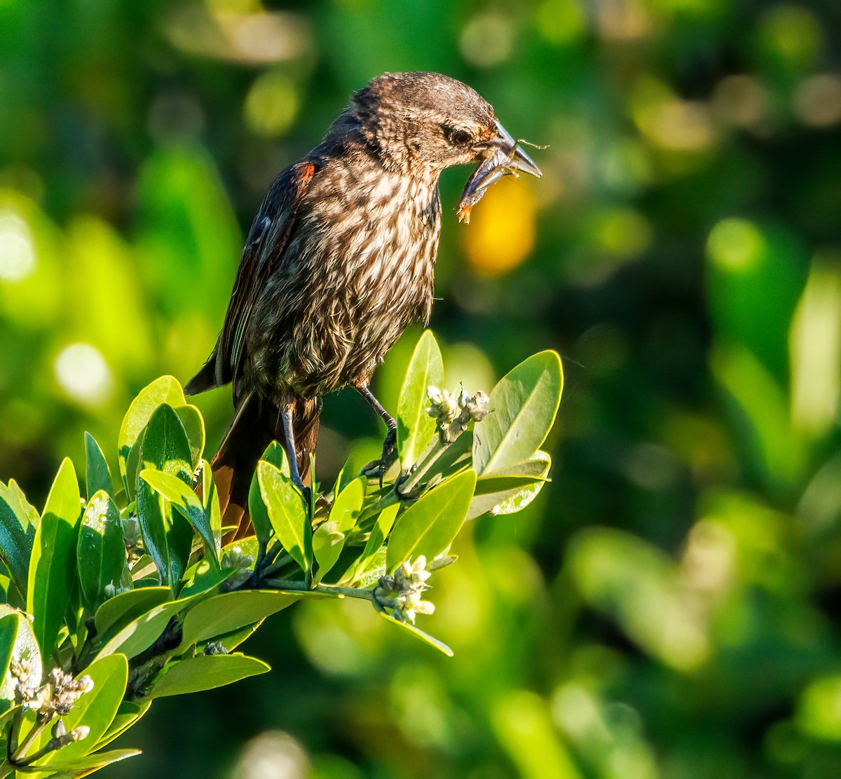 Red-winged Blackbird - ML601640781