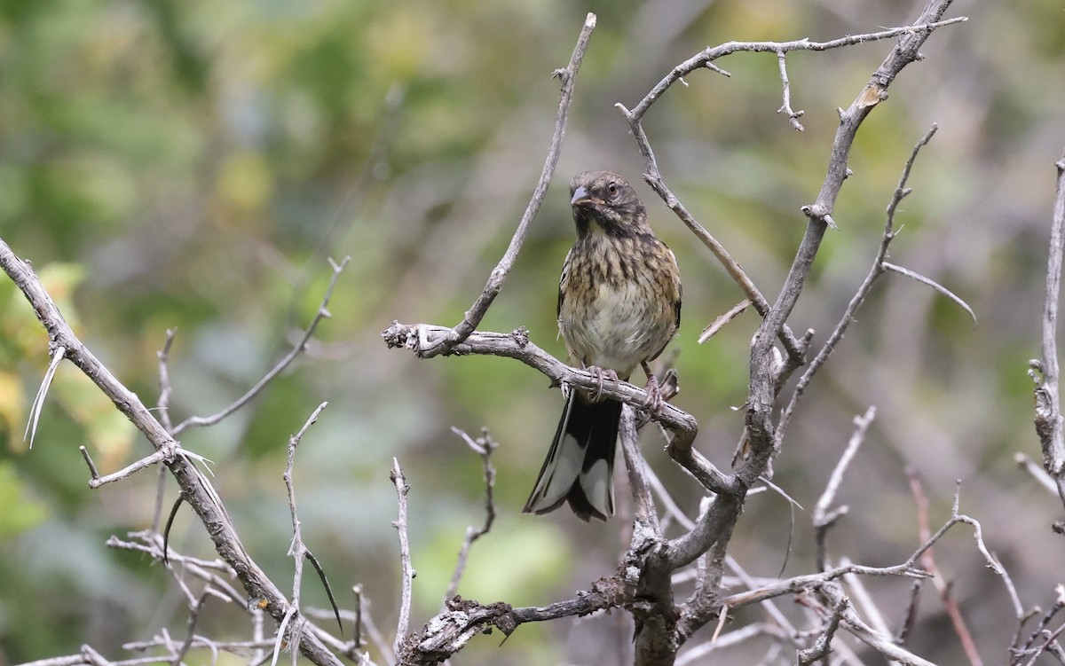 Spotted Towhee - Anne Bielamowicz