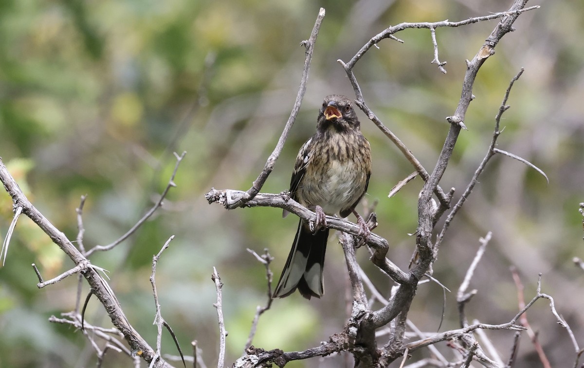 Spotted Towhee - Anne Bielamowicz