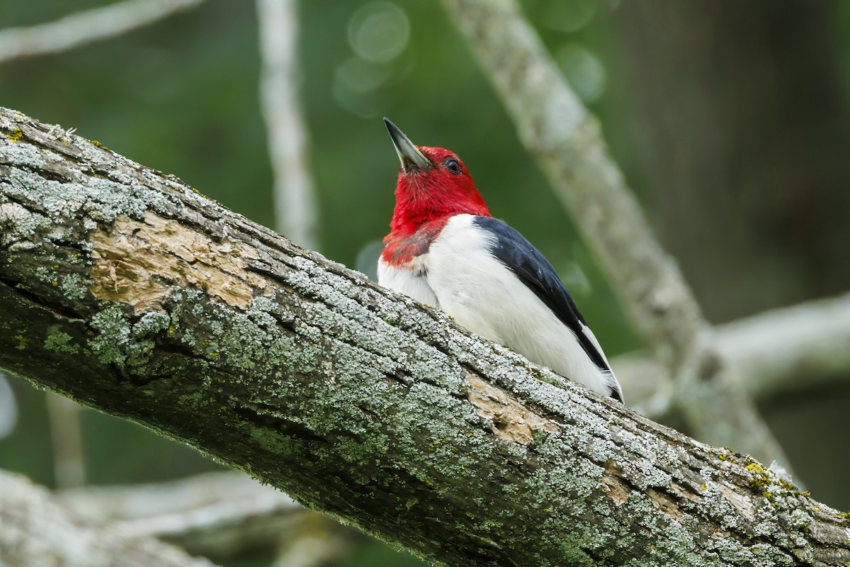 Red-headed Woodpecker - Peter Hawrylyshyn