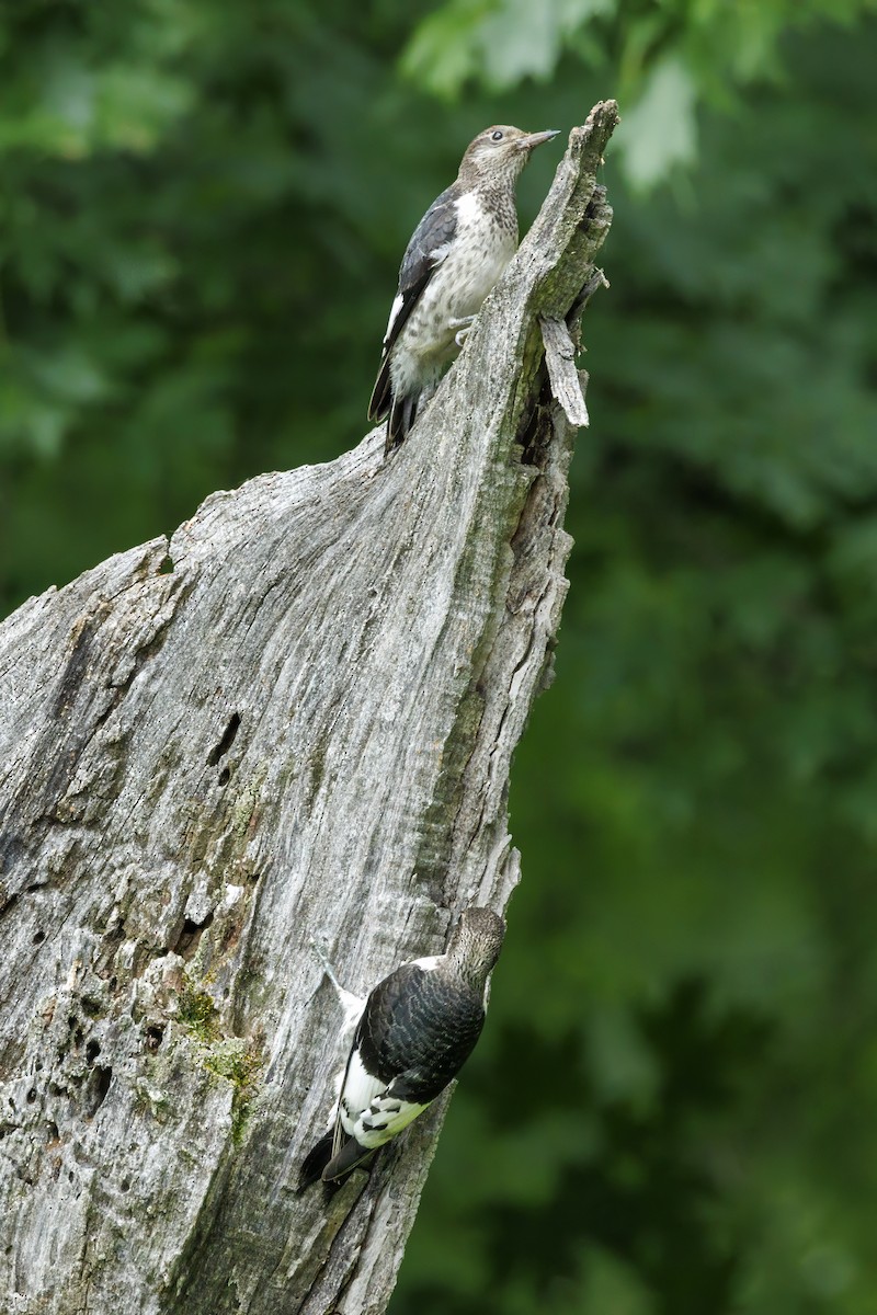 Red-headed Woodpecker - ML601641411