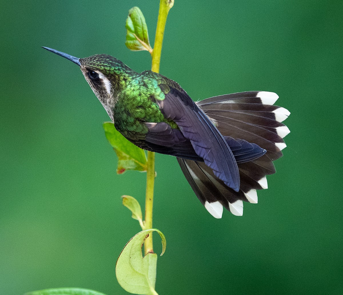 Speckled Hummingbird - Chuck Carney