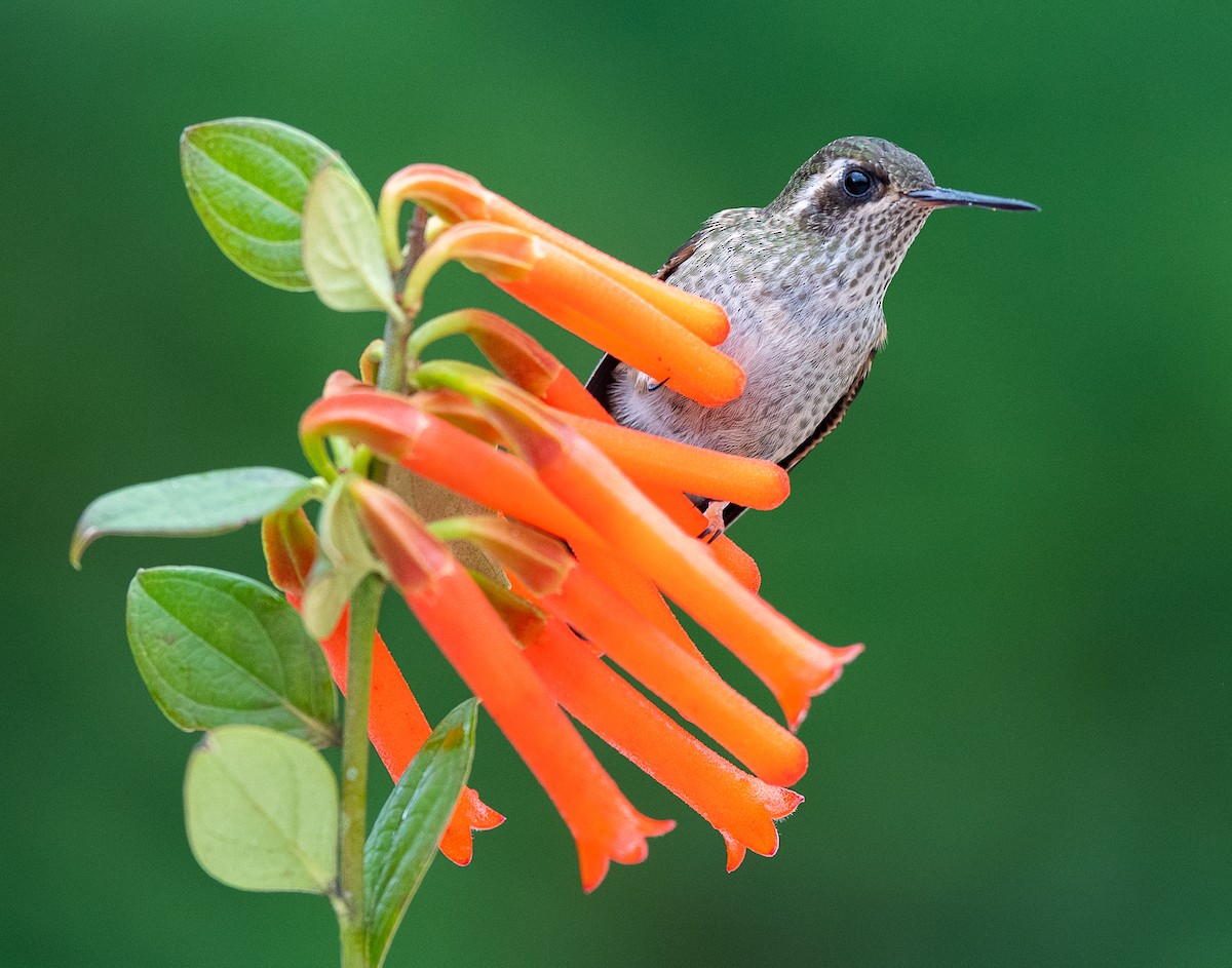 Speckled Hummingbird - ML601642311