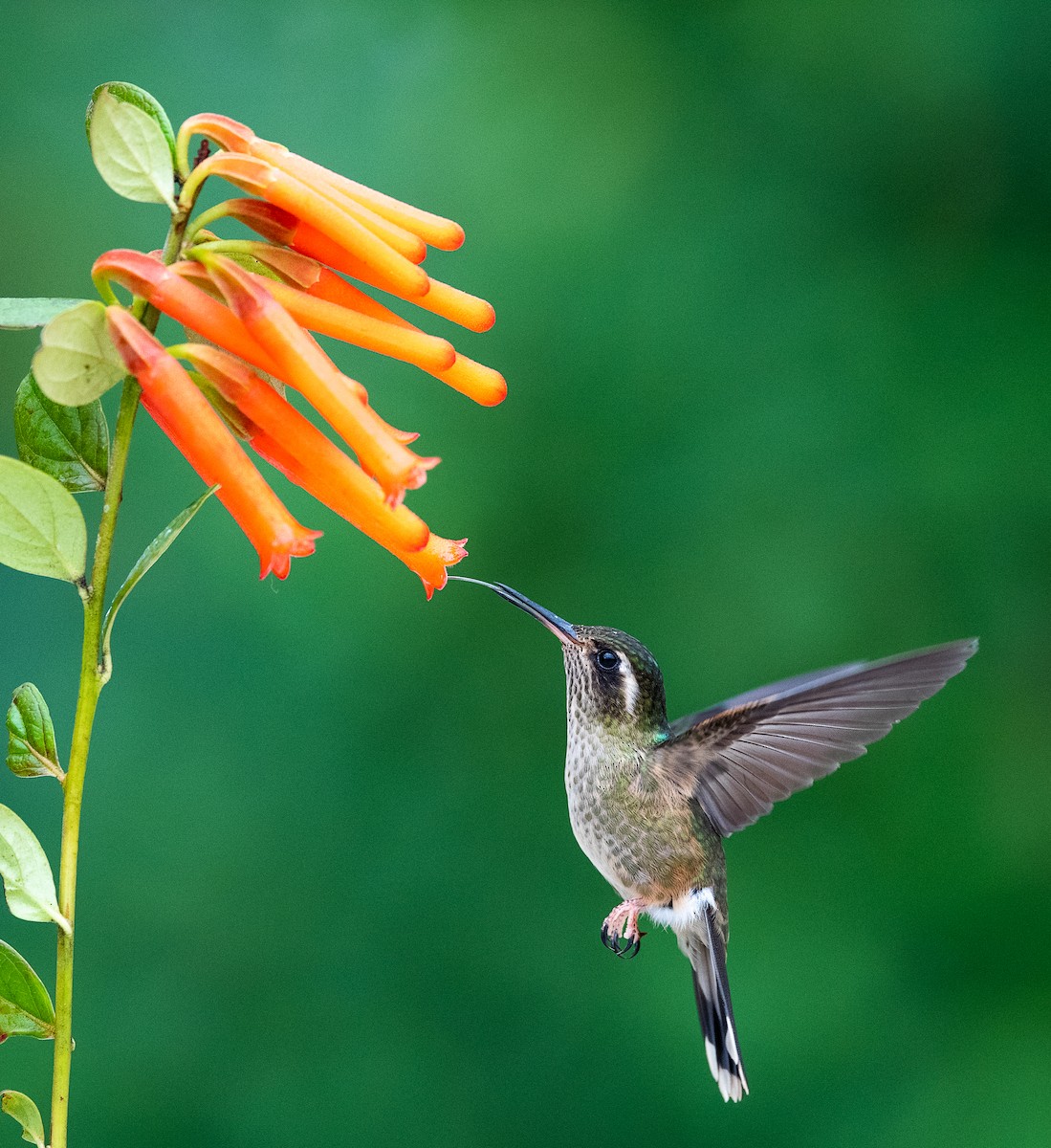 Speckled Hummingbird - Chuck Carney