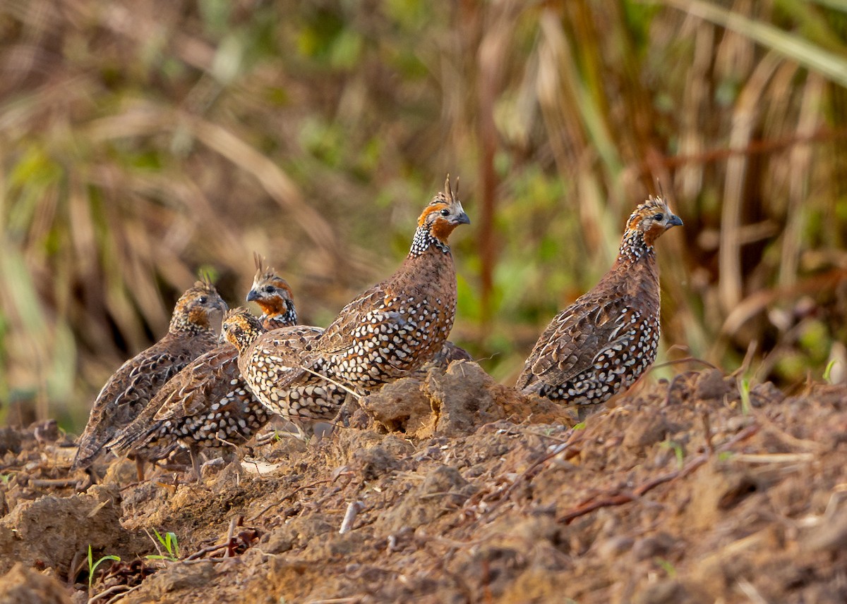 Crested Bobwhite - ML601643461