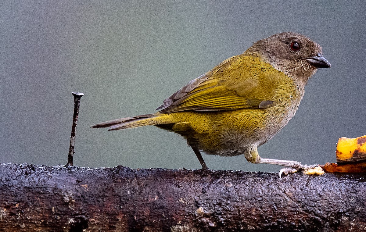 Dusky Chlorospingus - ML601644541