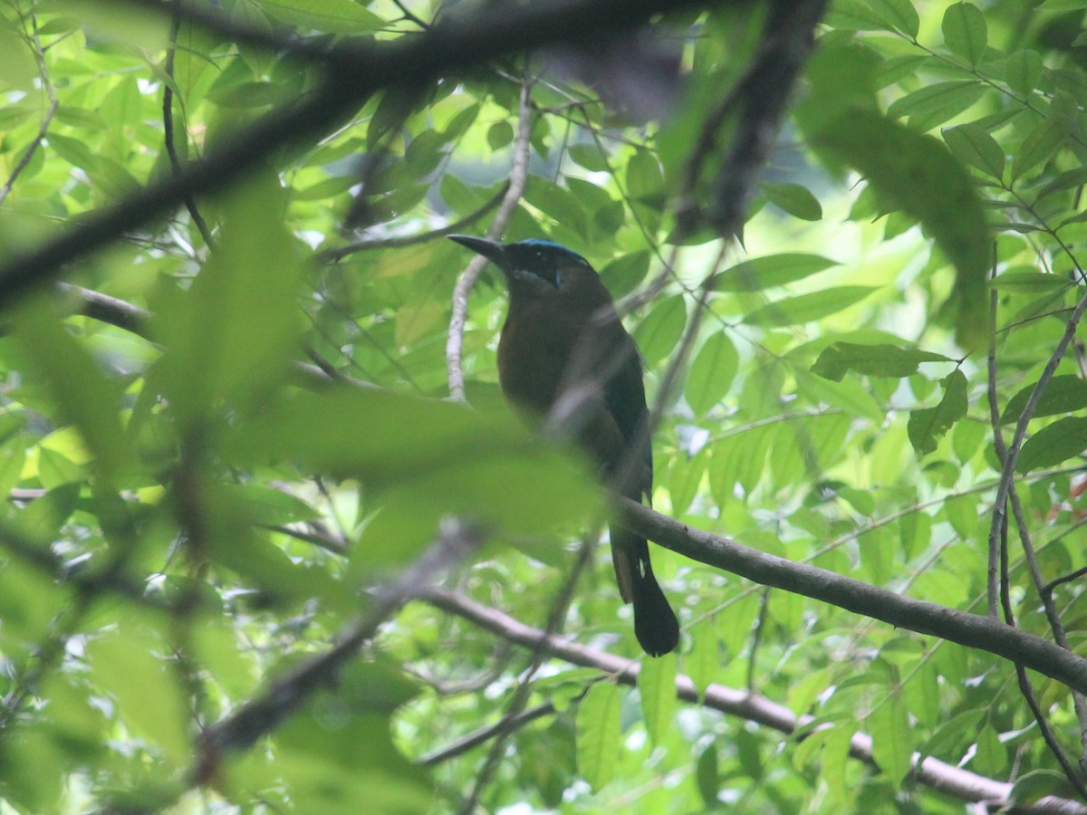 Lesson's Motmot - ML601644841