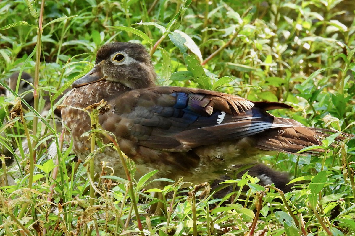 Wood Duck - ML601644851