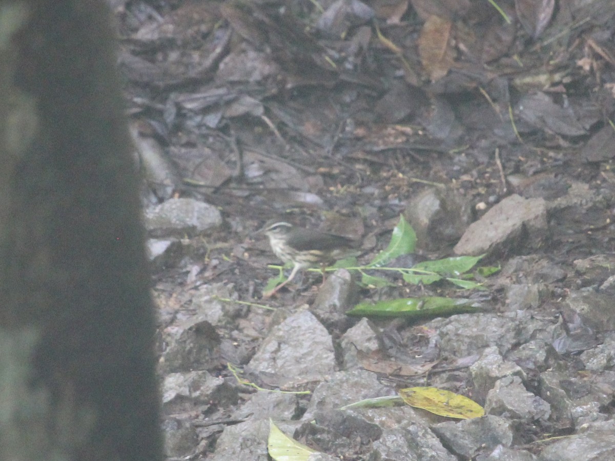 Louisiana Waterthrush - ML601644891