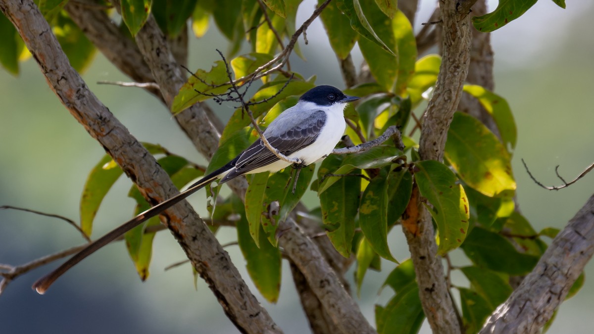 Fork-tailed Flycatcher - ML601644901