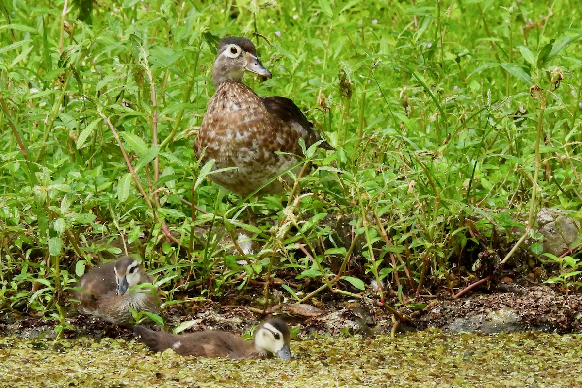 Wood Duck - ML601645011