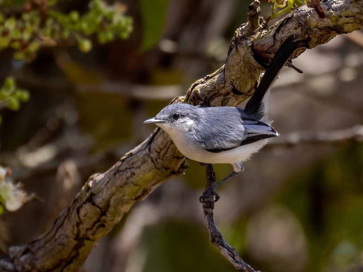 Tropical Gnatcatcher - Héctor Bottai