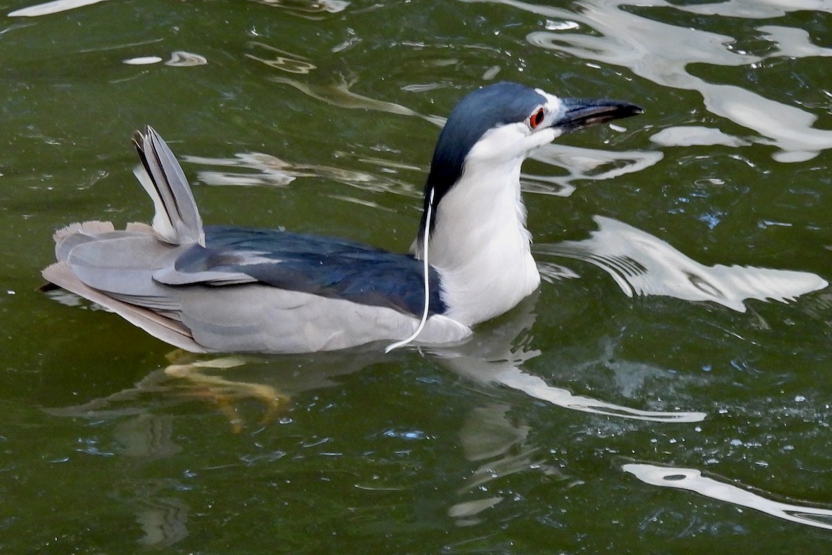 Black-crowned Night Heron - ML601645211