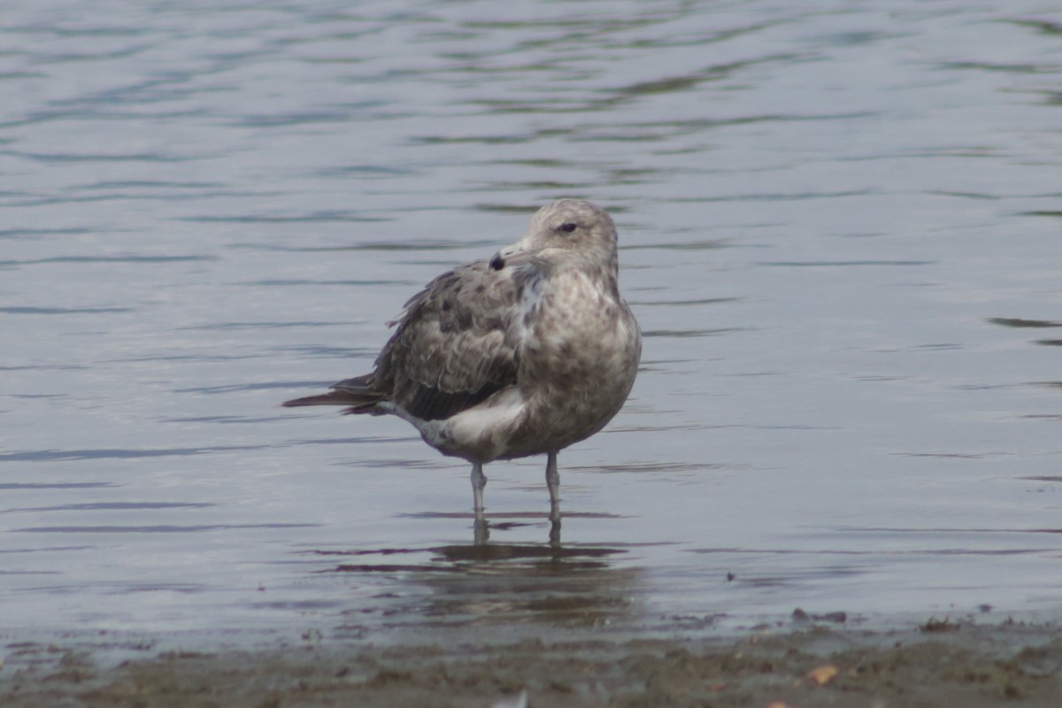 California Gull - ML601645811