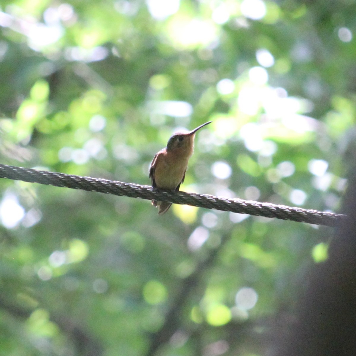 kolibřík pestroocasý - ML601645971