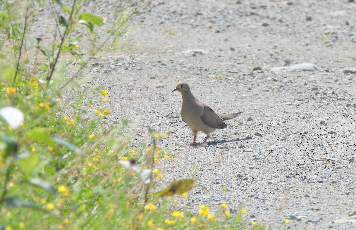 Mourning Dove - ML601647361