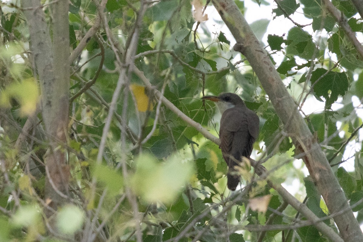 Yellow-billed Cuckoo - ML601647371