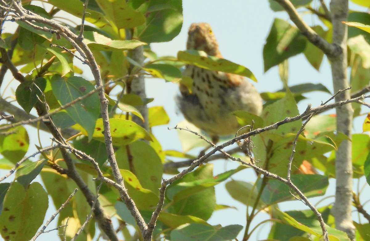 Brown Thrasher - ML601648671