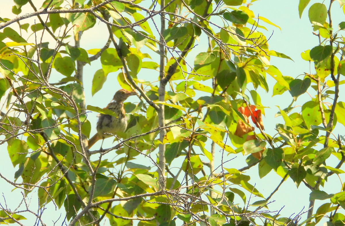 Brown Thrasher - ML601648691