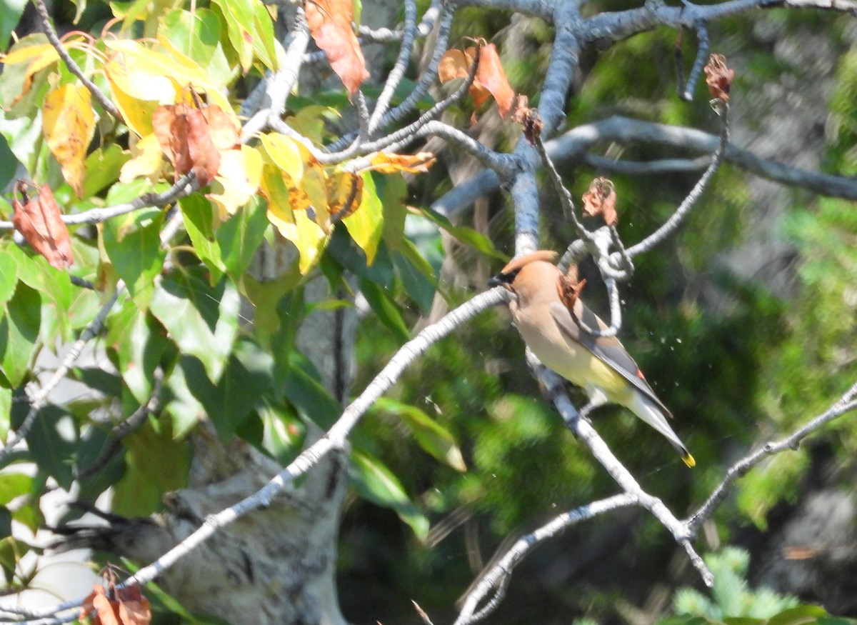 Cedar Waxwing - Nicole St-Amant