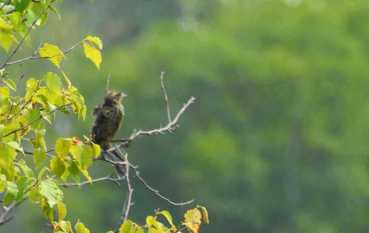 Red-winged Blackbird - Nicole St-Amant