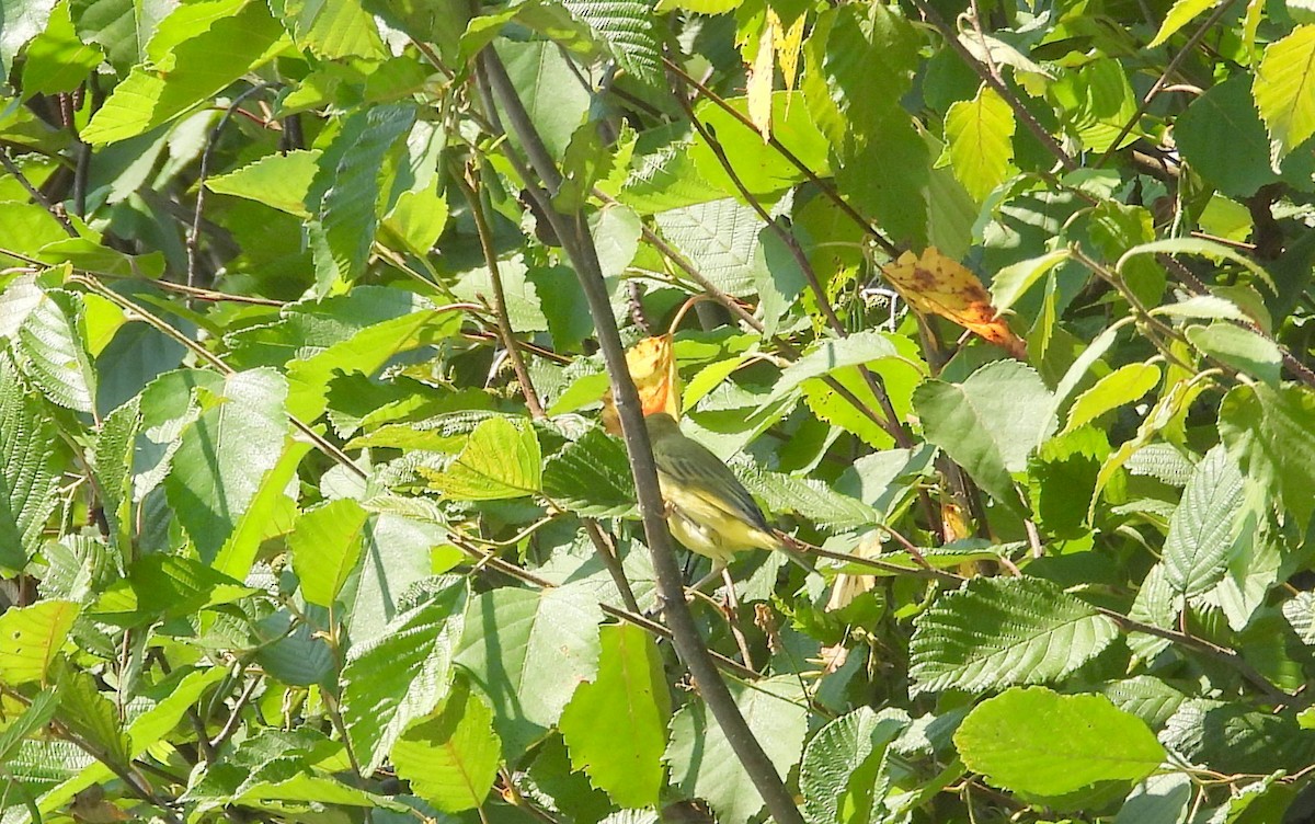 tanımsız Passeriformes sp. - ML601649261