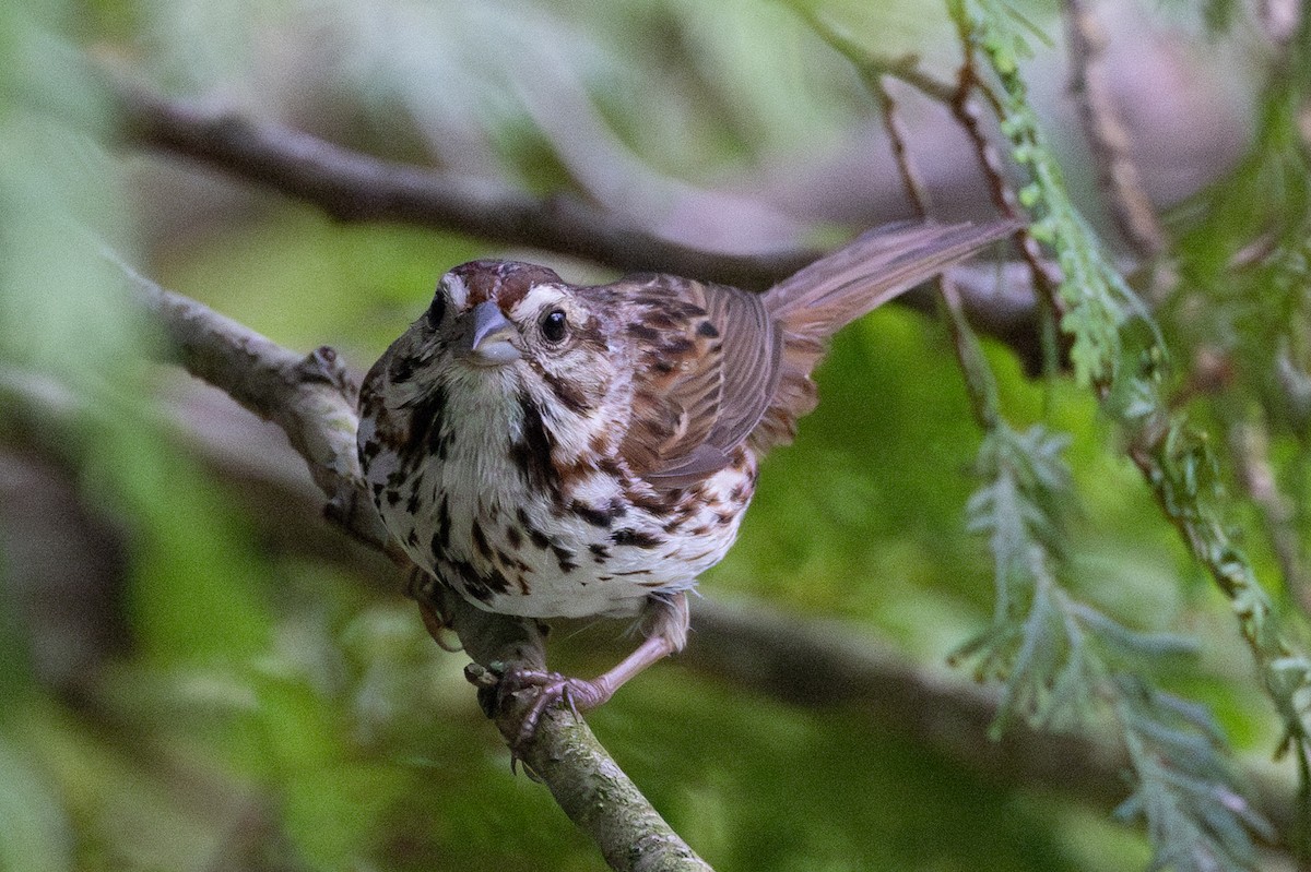 Song Sparrow - ML601649621