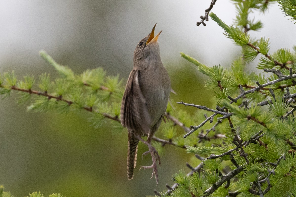 House Wren - ML601649691