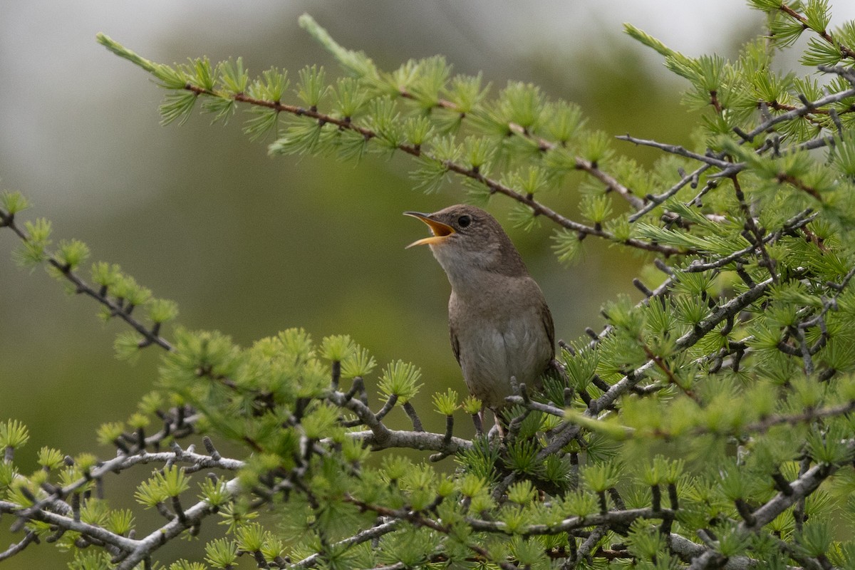 House Wren - ML601649701