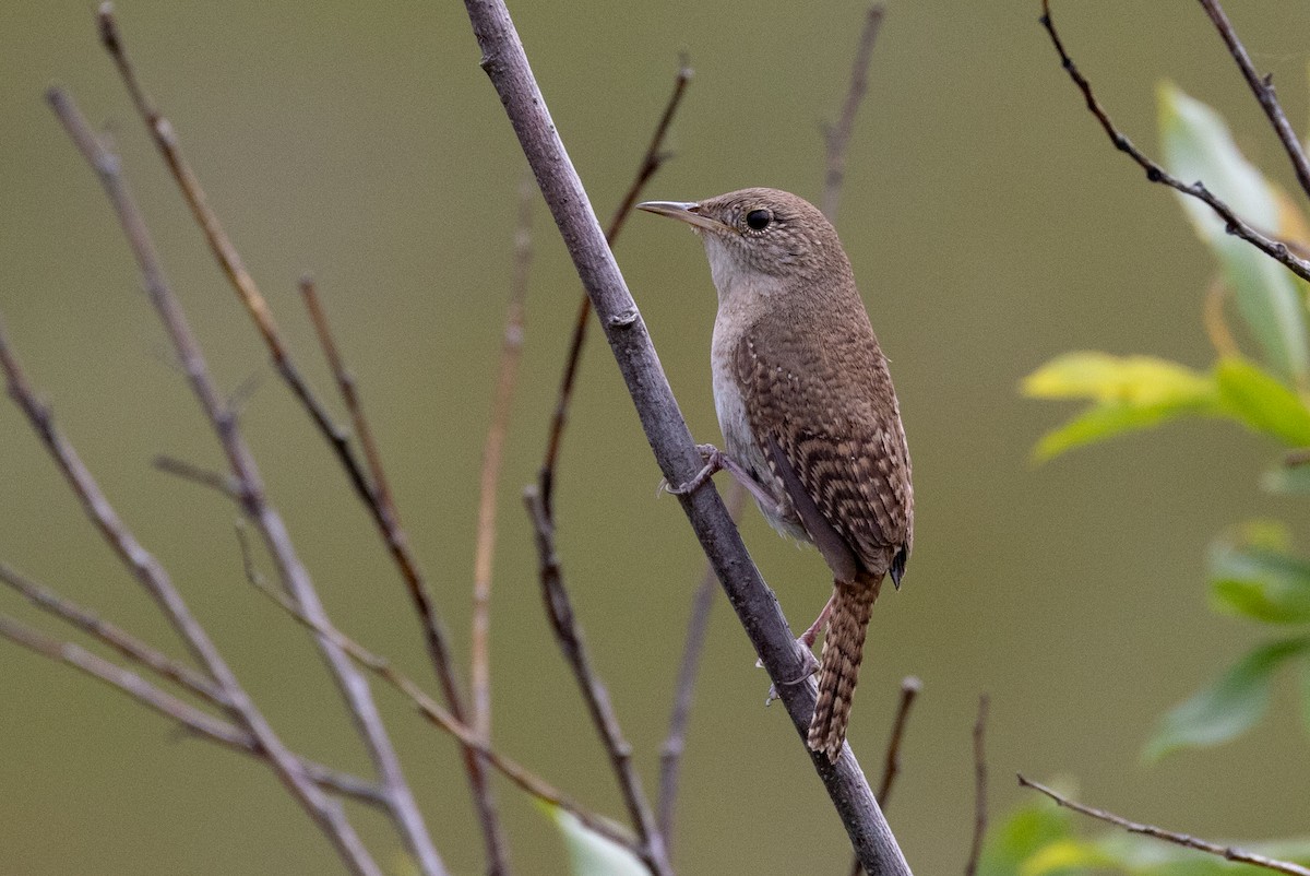 House Wren - ML601649711