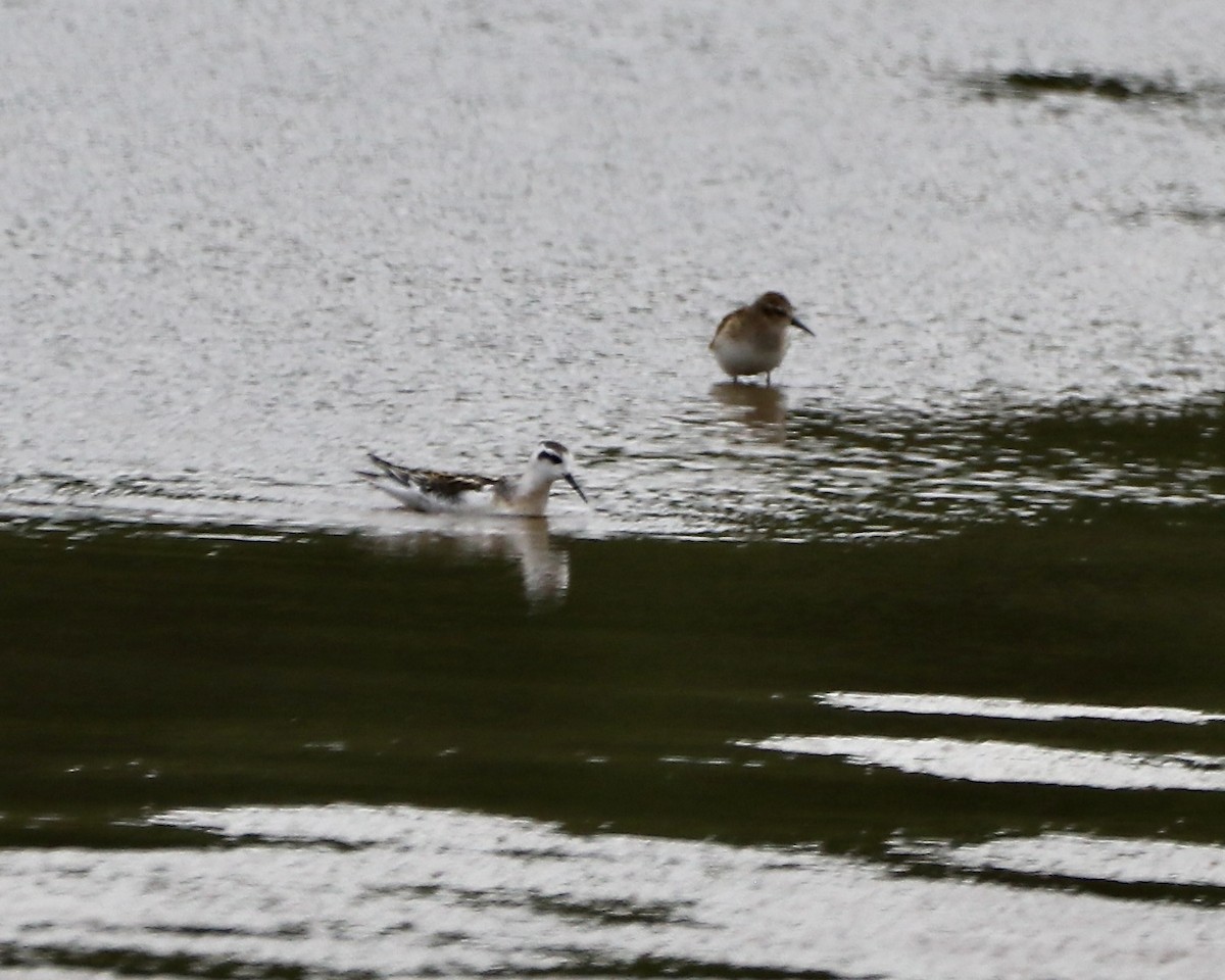 Phalarope à bec étroit - ML601649771