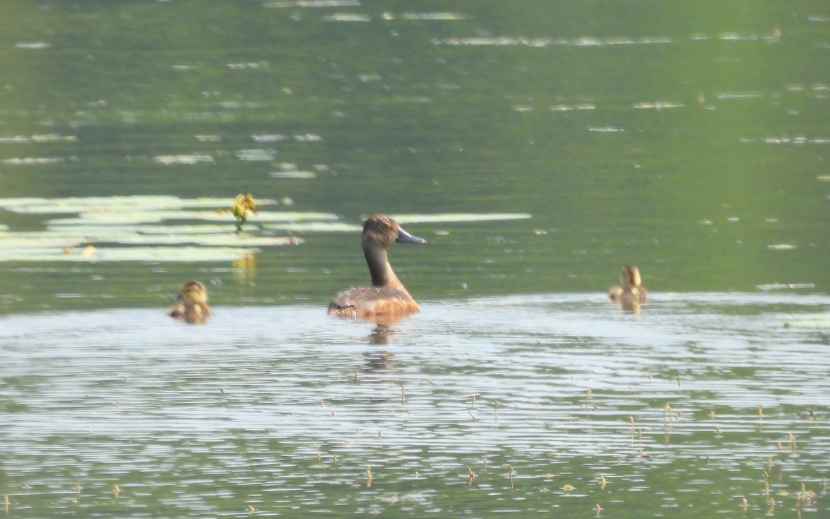 Ring-necked Duck - ML601649801