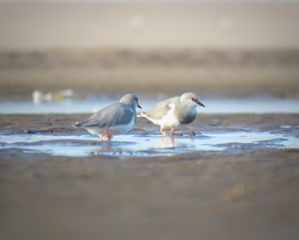 Magellanic Plover - ML601649821