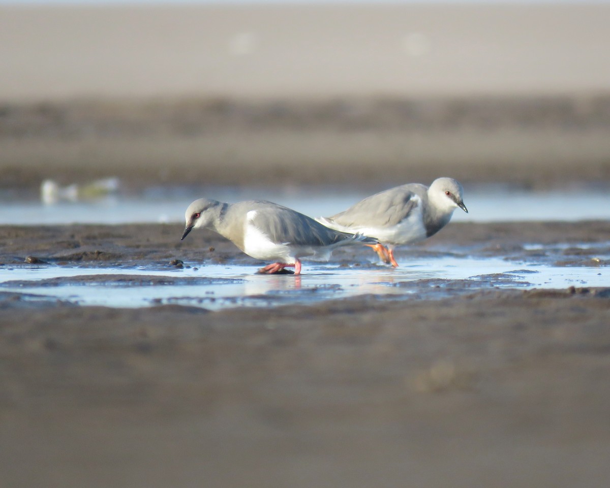 Magellanic Plover - ML601649831