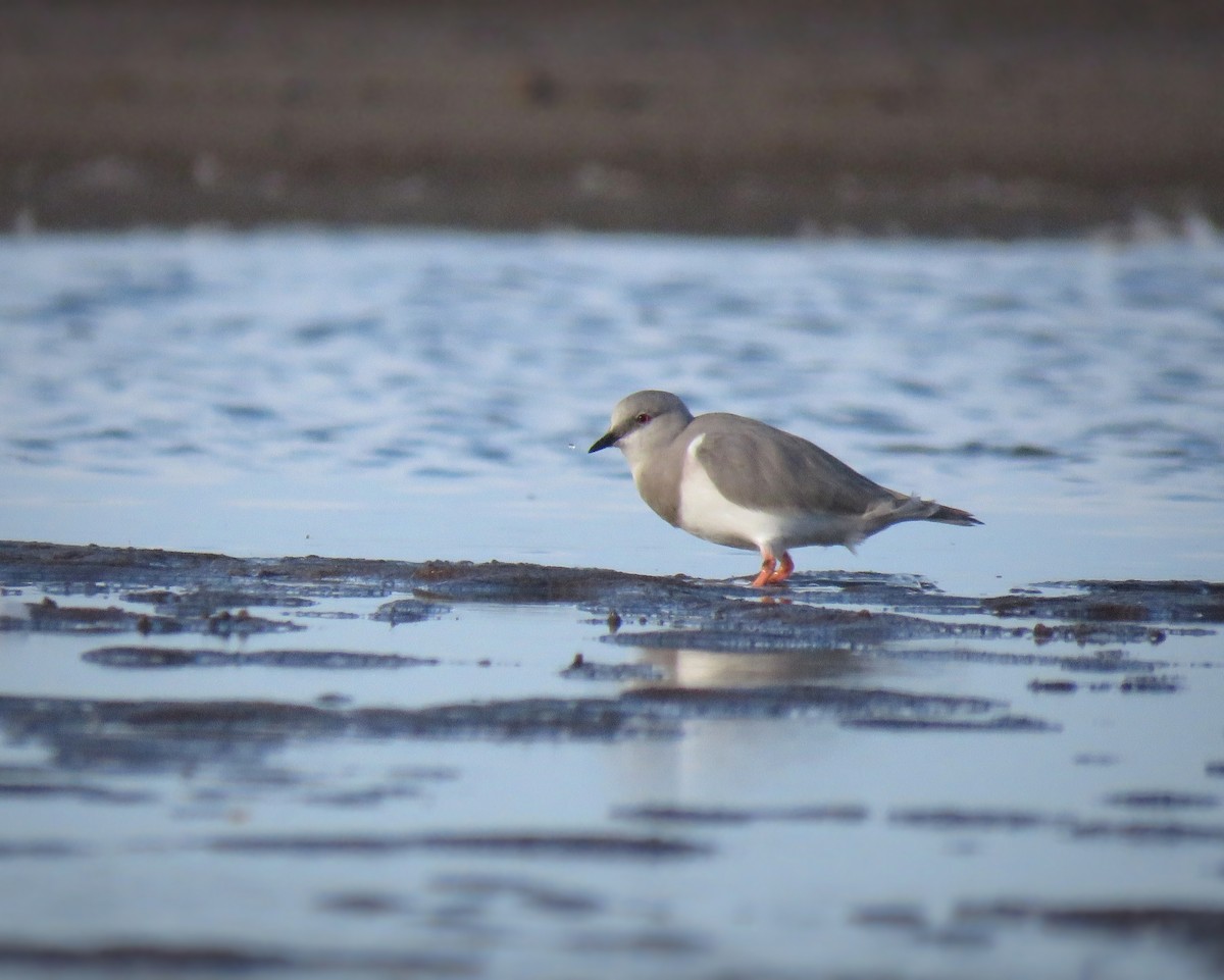 Magellanic Plover - ML601649841