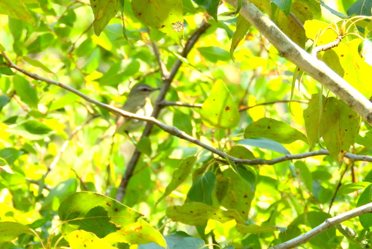 Red-eyed Vireo - Nicole St-Amant