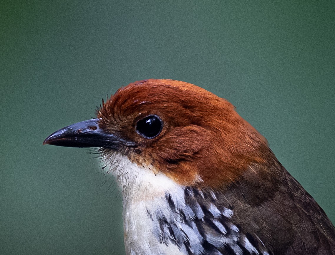 クリガシラジアリドリ - ML601650091