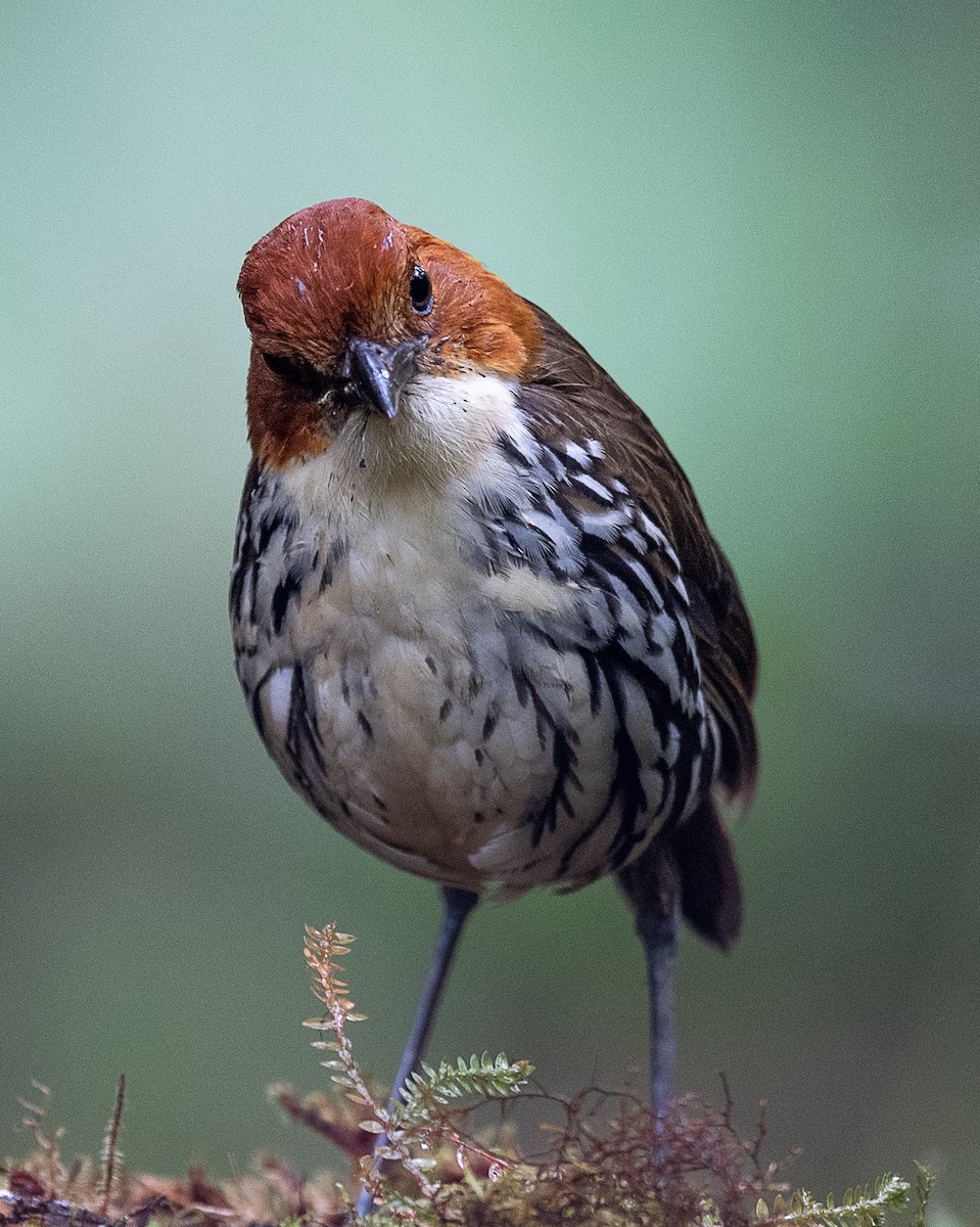 クリガシラジアリドリ - ML601650101