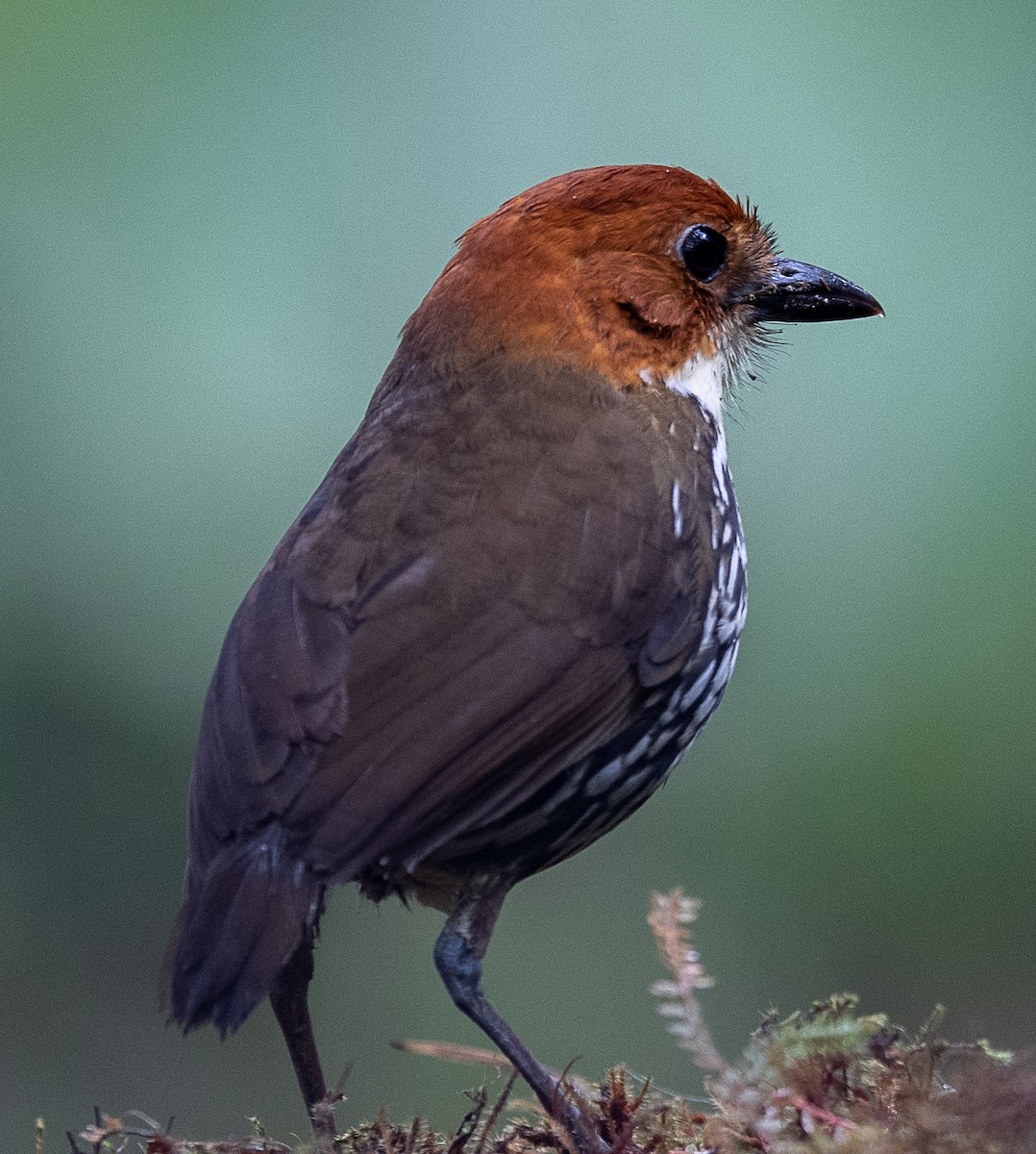 クリガシラジアリドリ - ML601650111