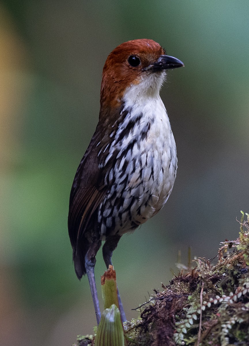 クリガシラジアリドリ - ML601650121