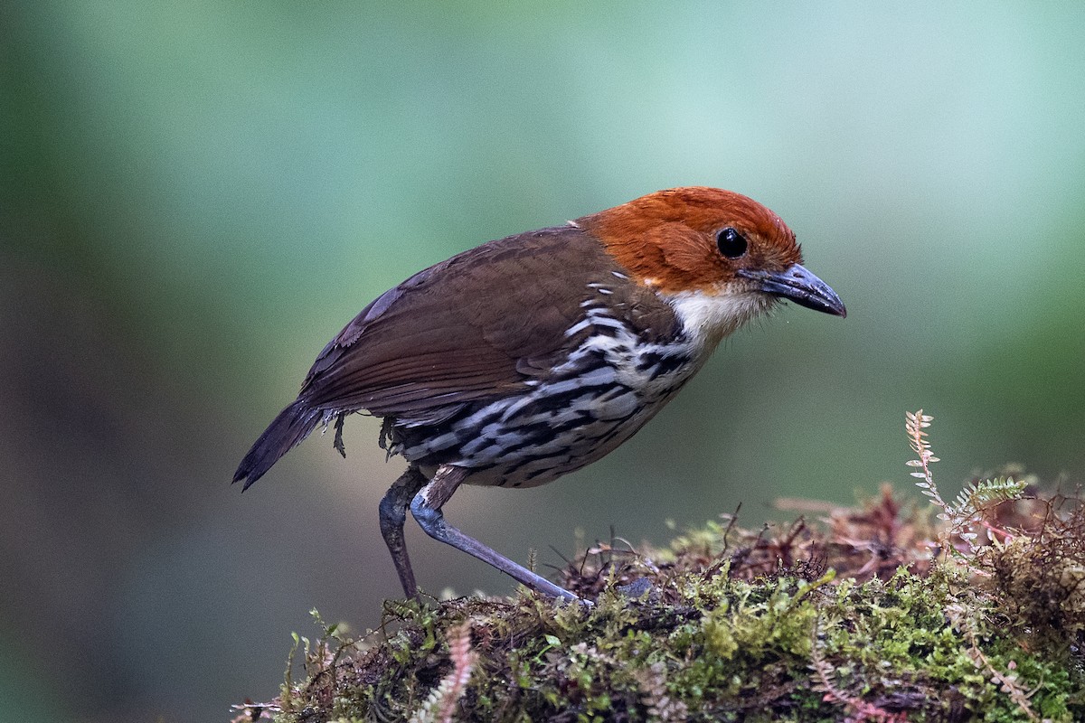 クリガシラジアリドリ - ML601650131