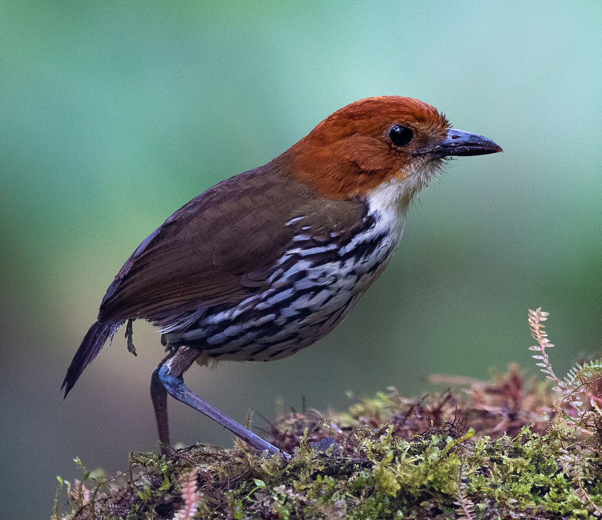 クリガシラジアリドリ - ML601650141