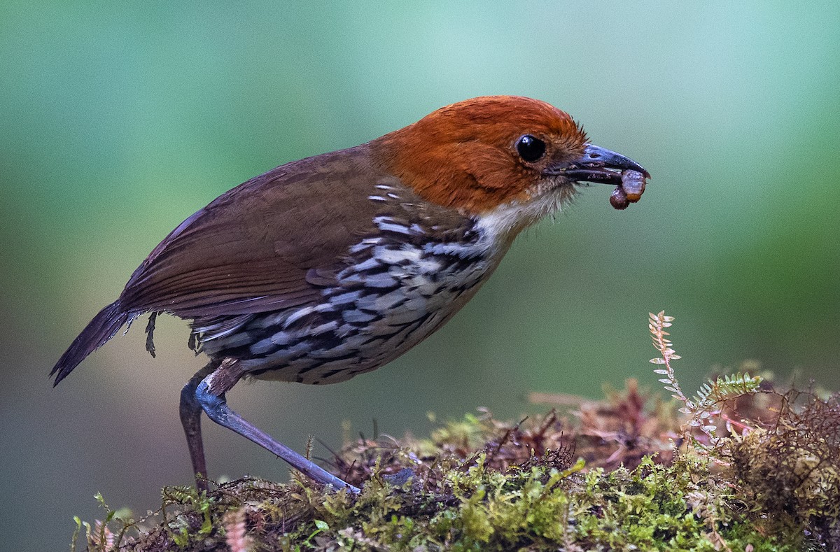 クリガシラジアリドリ - ML601650151