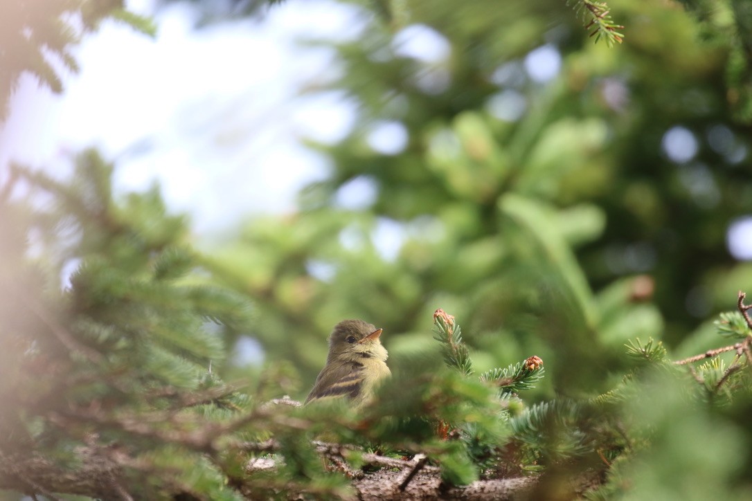 Yellow-bellied Flycatcher - ML601650551