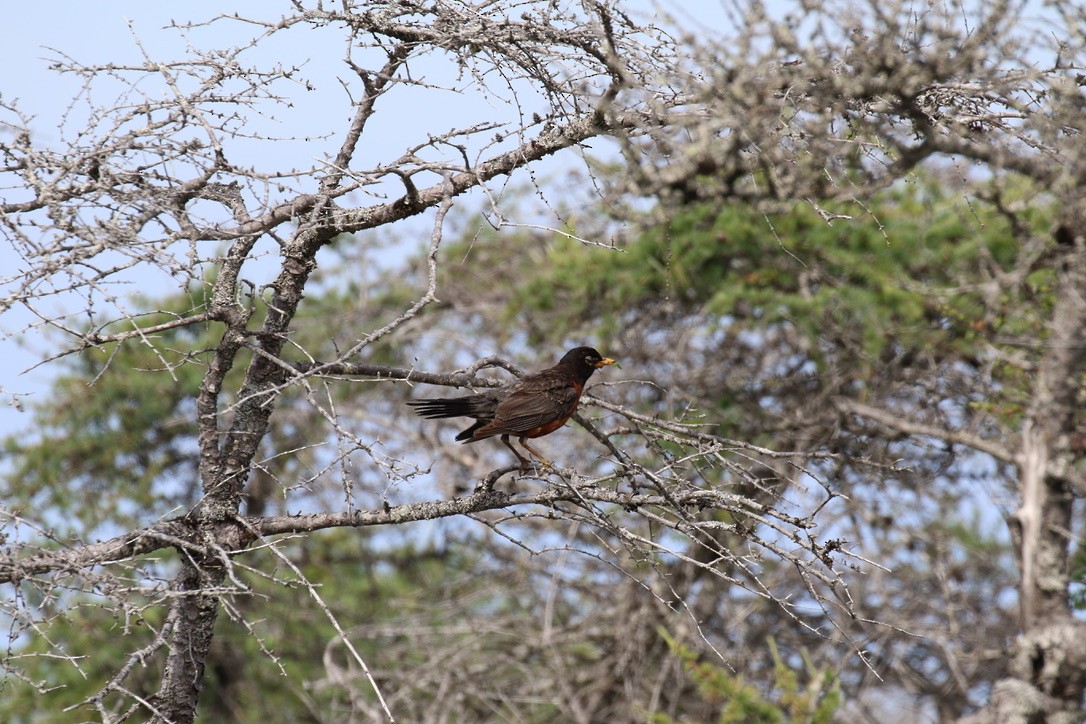 American Robin - ML601650591