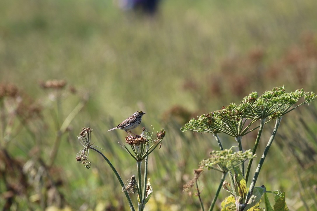 Savannah Sparrow - ML601650981